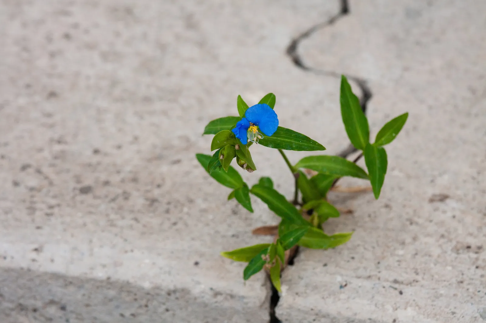 A small blue flower growing up through a crack in the pavement